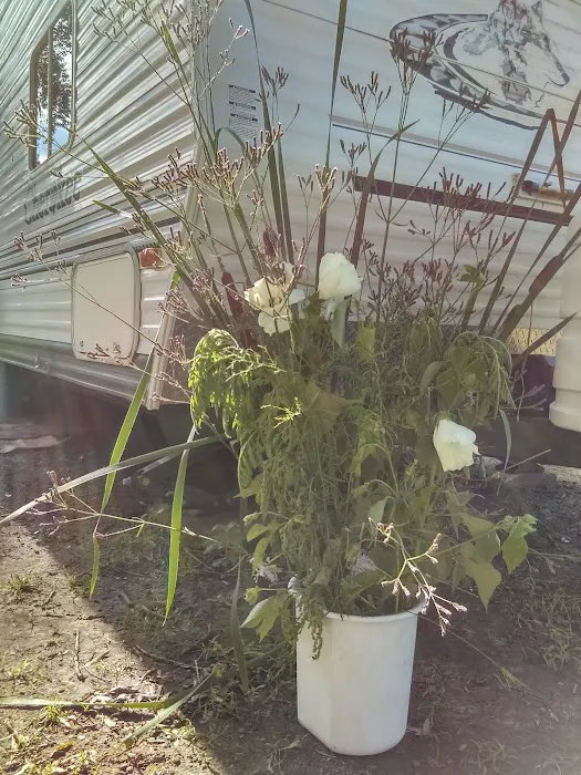 Pecanland Mobile Home & R.V. Park Picture 5