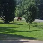 Reagan Mobile Home Park