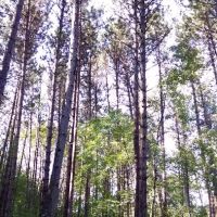CASS LAKE LOOP ico