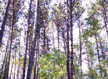 CASS LAKE LOOP