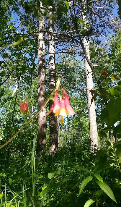 Cass Lake Campground Picture 2