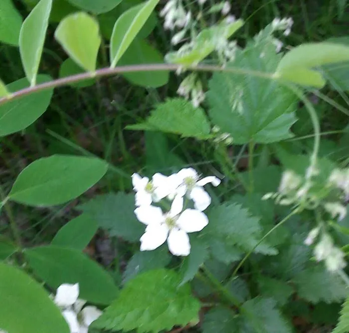 Cass Lake Campground Picture 5