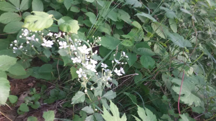 Cass Lake Campground Picture 7