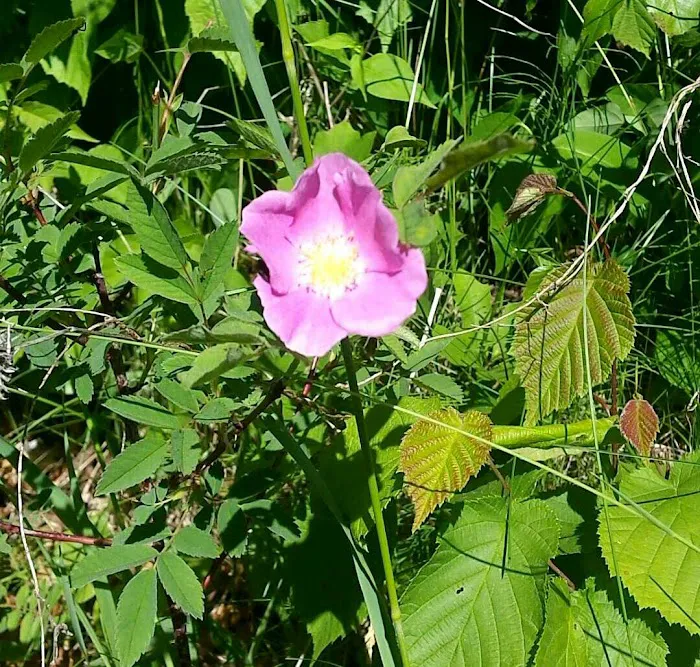 Cass Lake Campground Picture 6