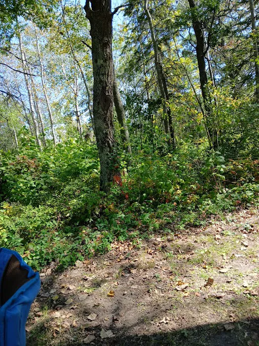 Mantrap Lake Campground Picture 4