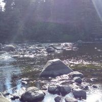 Forestry Department ico