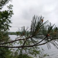Camp 1224 Ensign Lake ico