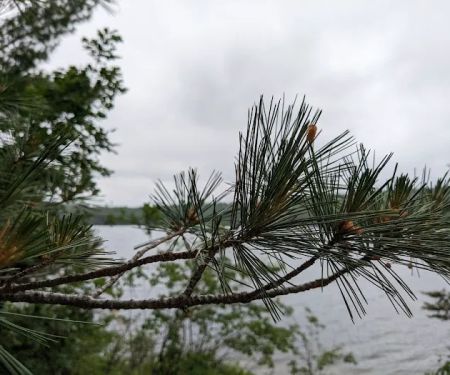 Camp 1224 Ensign Lake