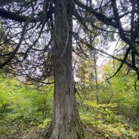 East Rollins Creek Camp ico