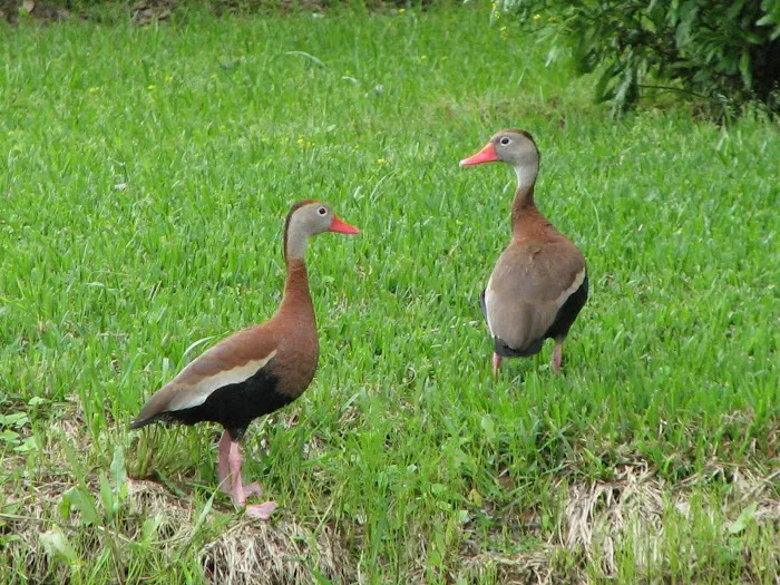 Bayou Marino RV Park Picture 6
