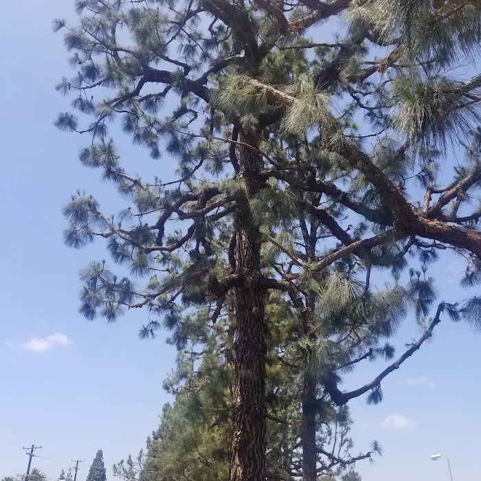 Americana Mobile Home Park Picture 10