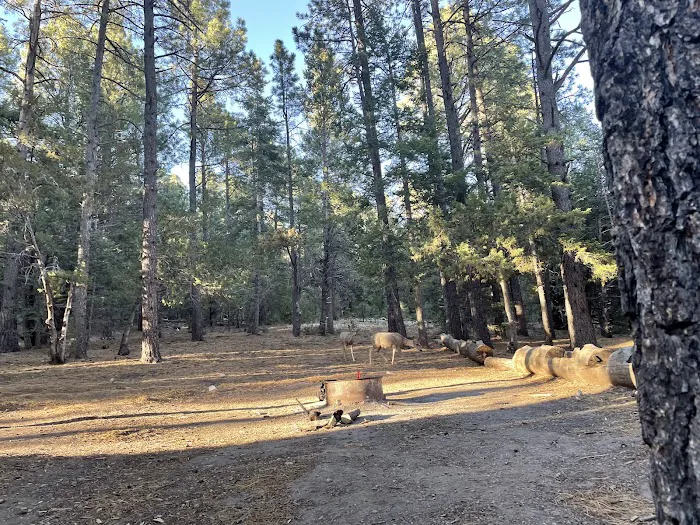 Red Canyon Campground Picture 1
