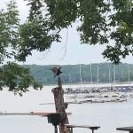 Redbud Bay Campground