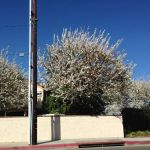 Los Amigos Mobile Home Park