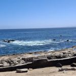 Monterey