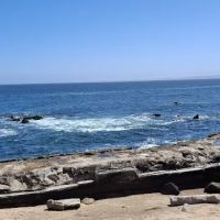 Monterey ico