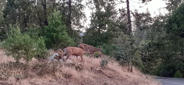 Wishon Point Campground Picture 9