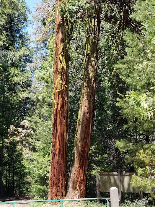 Swanson Campground Picture 5