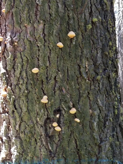 Swanson Campground Picture 3