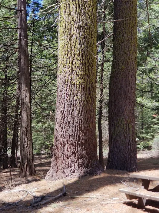 Swanson Campground Picture 6