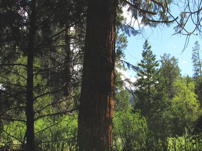 Bretz Mill Campground Picture 3