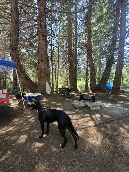 Whiskers Campground Picture 2