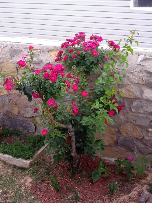 Palm Desert Mobile Home Park Picture 10