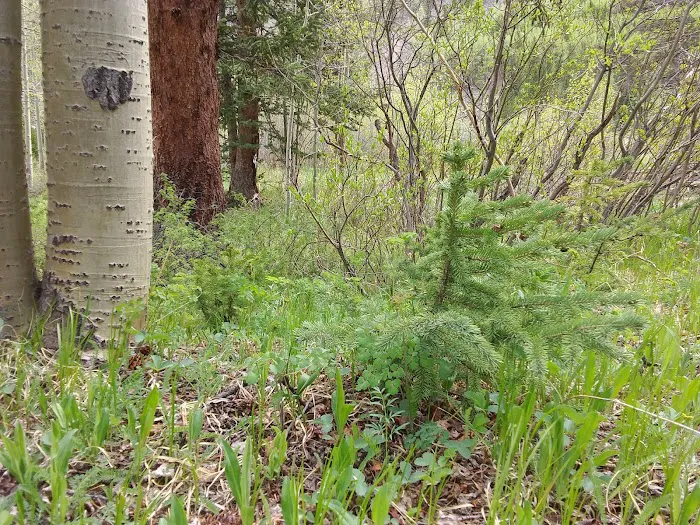 Clear Lake Campground Picture 10