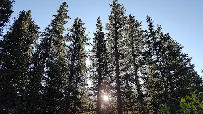 Guanella Pass Campground Picture 5