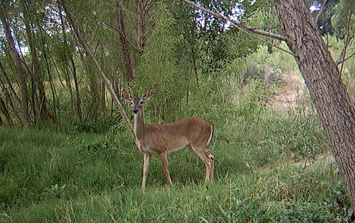Hidden Valley RV Park Picture 3