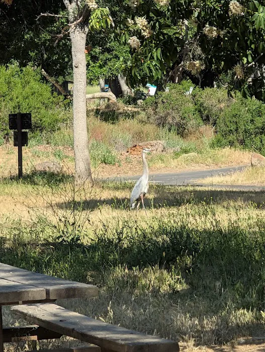 Lake Del Valle Family Campground Picture 9