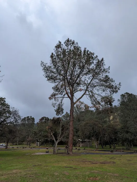 Lake Del Valle Family Campground Picture 10
