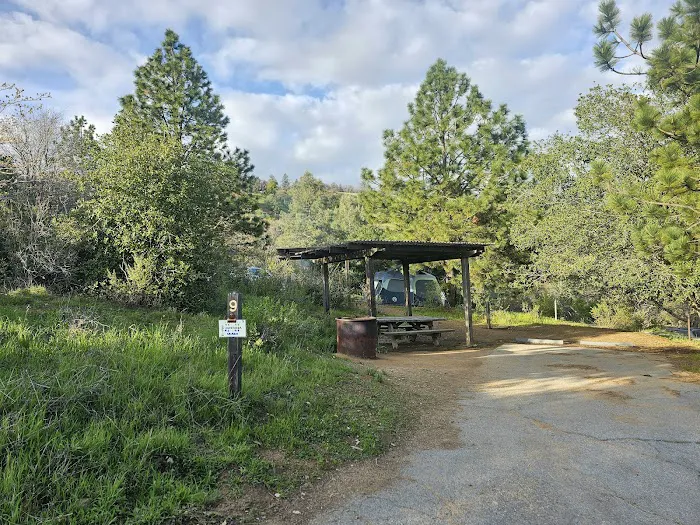Lion Spring Camp Picture 1