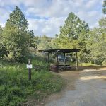 Lion Spring Camp