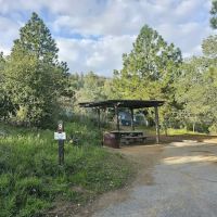 Lion Spring Camp ico