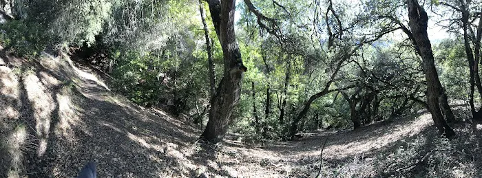 Lion Spring Camp Picture 5
