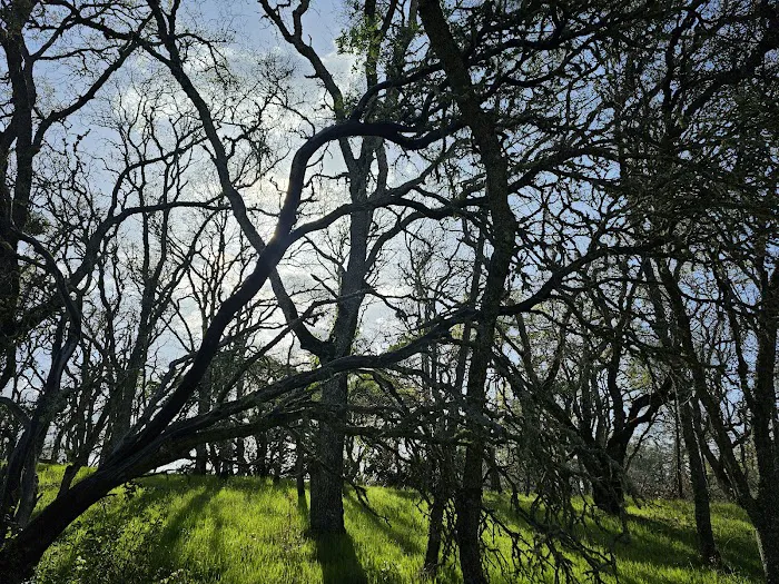 Manzanita Point Camps Picture 4
