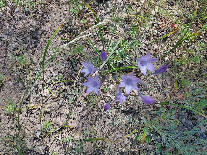 Orestimba Corral Picture 3