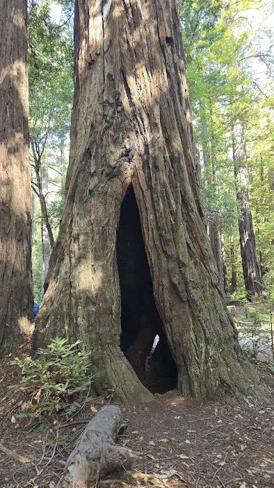 Doug Fir Group Site Picture 2