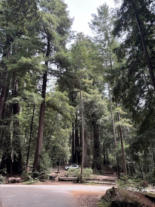 Sequoia Flat Campground Picture 3