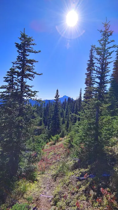 Tunnel Creek via Big Quilcene Road Trailhead Picture 9