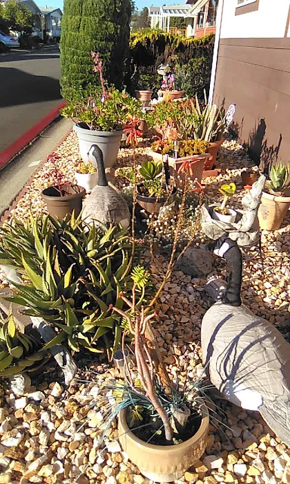 Pueblo Springs Mobile Home Park Picture 7