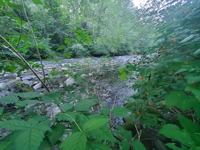 Dungeness Forks Campground Picture 4