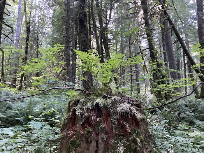 Tinkham Campground Picture 1