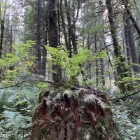 Tinkham Campground ico