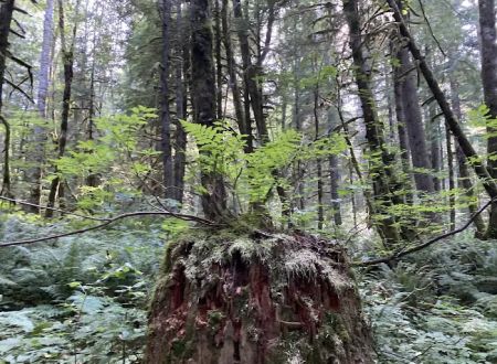 Tinkham Campground