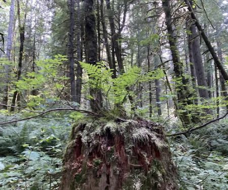 Tinkham Campground