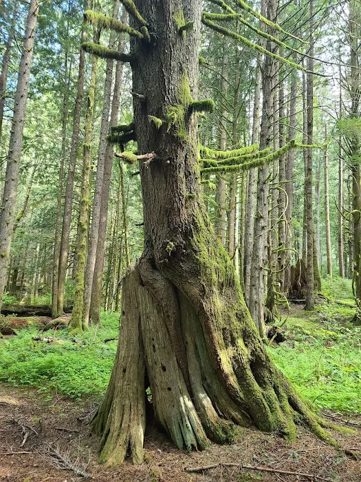 Tinkham Campground Picture 7