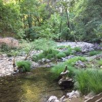Camp Nauvoo ico