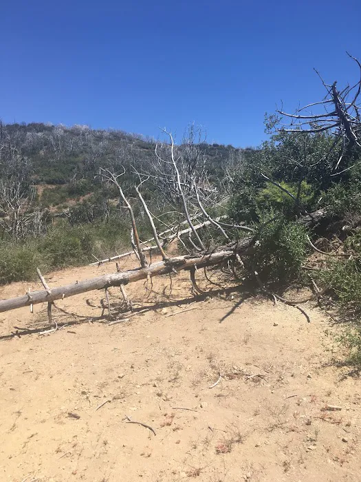Big Buck Campground Picture 6